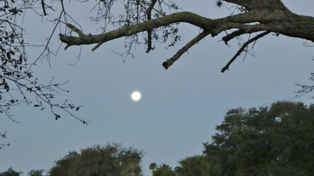 The supermoon seen as it sets in the morning.