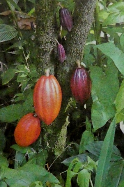 Pods at various stages of ripening (Wikipedia photo)