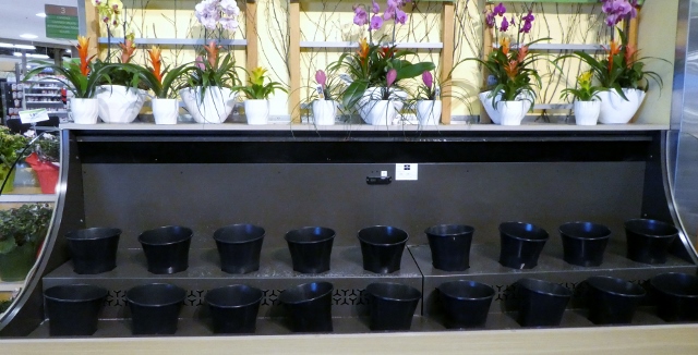 Floweres were scarce; but a few days later, we scored two bouquets!!