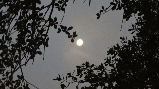 Super Pink Moon, morning Apil 9, 2020