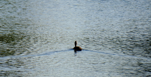 Mama sets out for a swim.