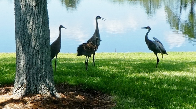 Sandhills enjoy a close family bond.