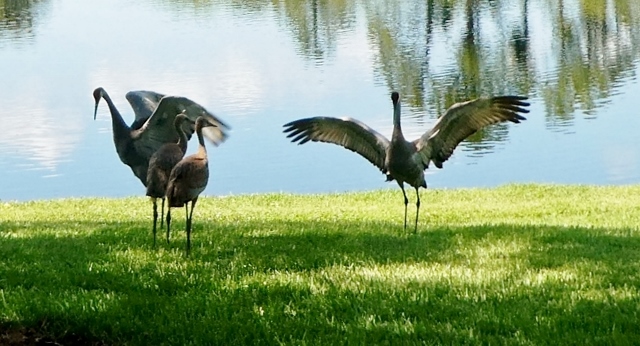 Just look at that wingspan!!!