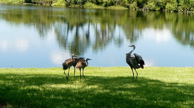 This is serious business!!! The colts pay attention.