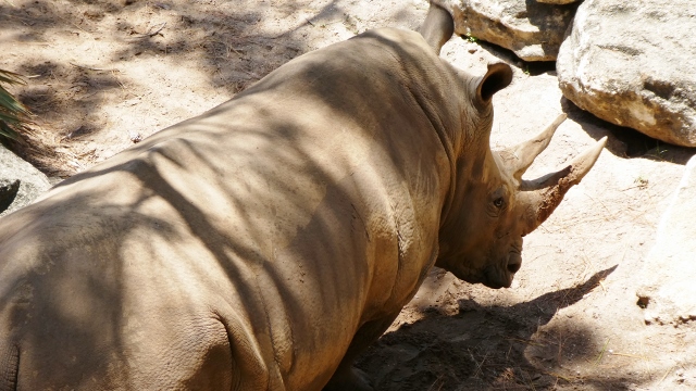 In the zoo, they're up-close and amazing!