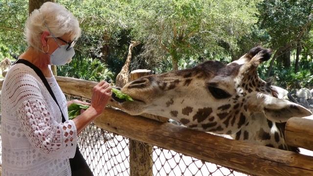 A tower being hand feed in the zoo!!!  How cool is that!!!