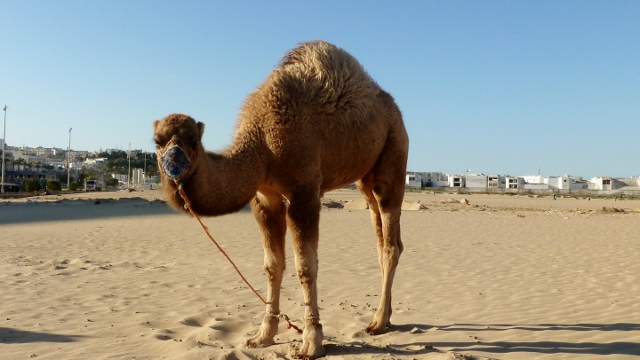 Isn't he cute!  Sandy's BFF for the day!!!