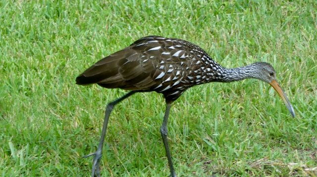 Limpkin