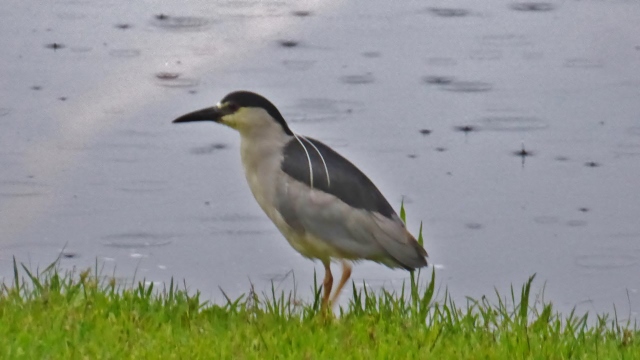 A night heron in the rain.