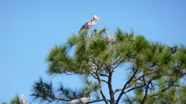 Herons will obviously sit in the trees, also!