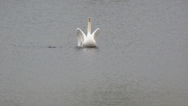 Ahh, the swans are always a beautiful and graceful sight.