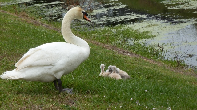 Mom and her babies (cygnets). These are Mute Swans.
