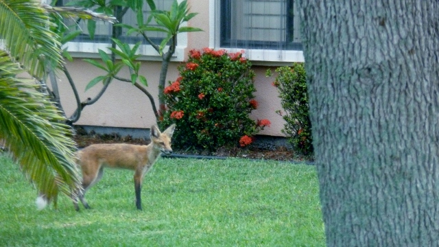 But a fox will wander through now and then.