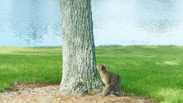 The bobcat spots a squirrel.