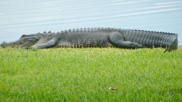 He'll often come ashore to enjoy the sun.