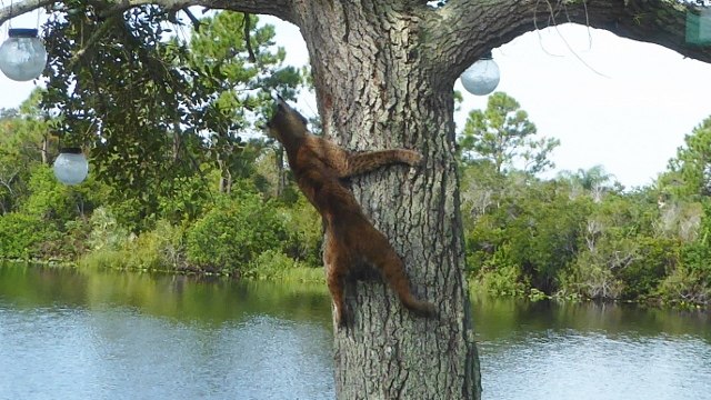 Too late. The bobcat missed.