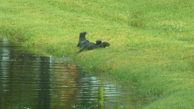Sometimes, they come ashore to enjoy the sun.