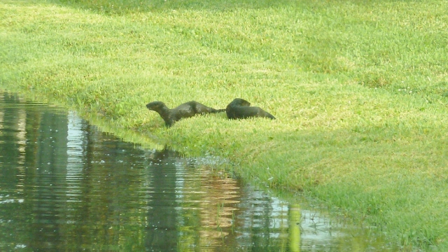 But they never stay very long.