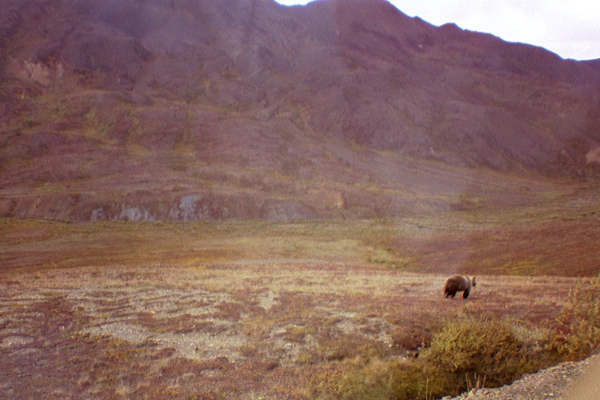 Denali Park Alaska